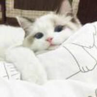 250a6870d013a9c737be1918a5808034d36775f4