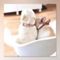 Bd06f092f0250bad5fcadb10330027e4a6dd79a3