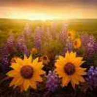 E60ff1fc513060c47d4f4c68055b7c2a371429b3