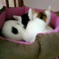 36821b74a475a37ed9897e80c20724f714391cee