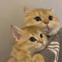 9d32b703b1b597327daf470efdbfa93ac1860264