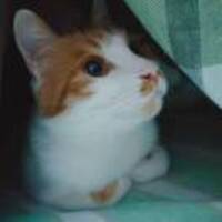 707744bb3e8eb414fd21fe715ed4b7108f2aaec4