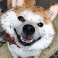 Cc2904cf764a0c3378666903ee793dd2aa6c418f