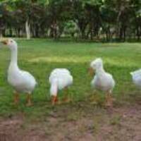 5fa0122abd11e8dae7c1feae97c3e1360f5c6d0c