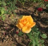 2e283943c2e633aa42d8ad0c537cba03738523ab