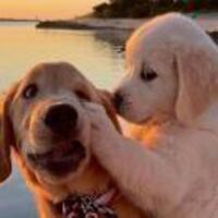 9d33860e062b73fe881590e47d8b2871f049bc25