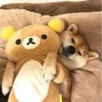 61b80733c0be55b5f1e970f1cb134c0a9761c76c