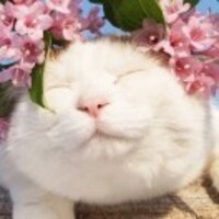 Ca9d88aa2edd8dc23aa4b76e94d29f50cb83e1c3