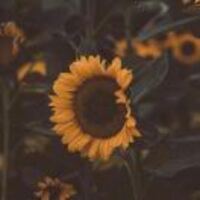 49a44999a4362af1b270e241a6d7fb716214e9bd