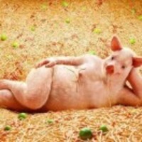 149a55831bbb8b615511c52546b6fb356893c9e9