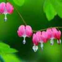 77c3bcf8e01ee2ce4d89d7454b9e75ea6e81183e