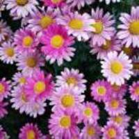 A2c15cb001cb02ed3f574471d71fe231d5d1d36e