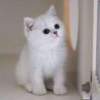 7d20772f8154cf5803a1663a654ac0d94f5591d4