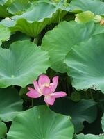 5255c9c96819faafd2976422e34f98899457d254