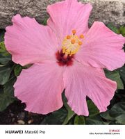 9daf7a79117267714cf79ecb4808fc01db02b5ca