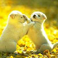 535360c3548c724efd249cb2b1f0d2c418273fb2