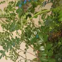 E7515e3c26b52addab3334373ce613679589744a