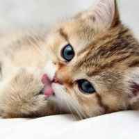 6fc6241ba65018efe37624fc2cb0c0a729e511fa