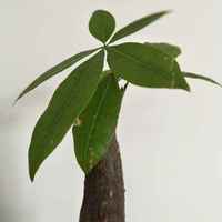 2b4f67753960c0b46a63e0b24dc71254e8b66c87