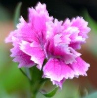 A052cba75ca46ee70316cb1833b061fa0c6ae334