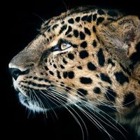 Ae8a4edf19f0d5c2573c3eca73fab1c28862661d