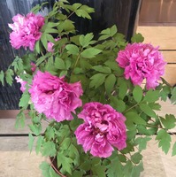 55fee8a6125758628b4a7fa6b6bfd17270e51ef0