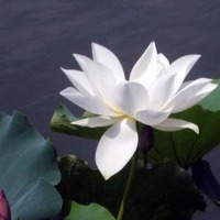 66de8739ed3a8e0817d92a00e0b9f735b178e53a