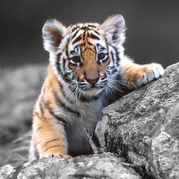 D54882a6dbb20ce3ed81917320f026b07bddbbe4