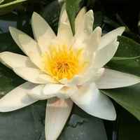 338c0f14ac809f60c9dbebd5e1466a335090b158