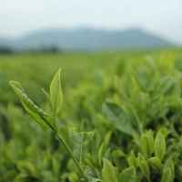 356a211f2ef19145261c30951d68340303f7551d