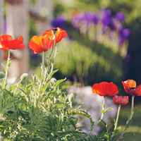 C52c4273769bf01c6b490b33e47173510c7cf9d6