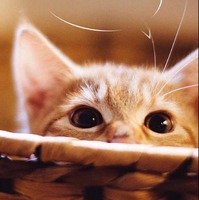 C44e3642d6c6a801b85d54313e915ee21c309958