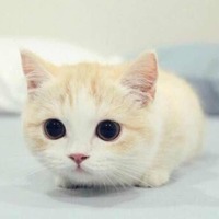 Ea4086eff93393885a61176c137d4038b2077ef6