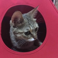 A8dbdab771a1b1e715334754b431647ad6ee9900