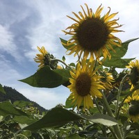 70d2fb74b21434b4bf6de4b331bedf19ea1d6f5b