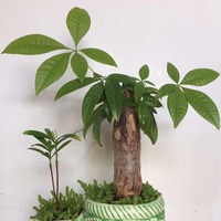 Bd4a290a9213e9e23bc4eacab9f948cd90df41ac