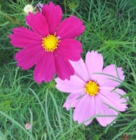 2bbcc9d216922807ff83d6b2297bd2e772e2b2fc