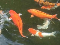 826eb9859c1749add18cd340f8aa96dd19d05bfd