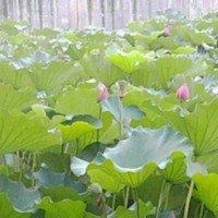 8175c6c5a1cc3a34319b8a99dac8097fa0ea5ccc