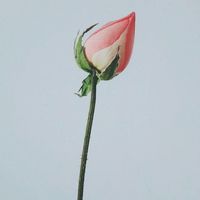 A553a80f50bb6ff511f8696a495aa2f431d3c9a6