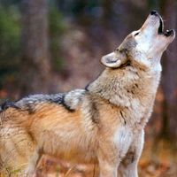 A1ce75cd4d9ff173e4002a397215819ecdfb282e