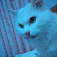 A49c9ee70e39e96c9107fdf1b88a57142085a8ad