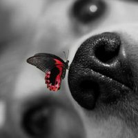 E280195947bb9d4878e8201e63beccd568cffb5b