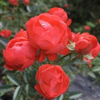 194c1ef60bde1860066089ba8421011254a835ba