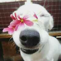 C52f9aac2ad643fda8773898fb4dd454265f905f