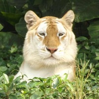 8f77e38abbe9bf525c44e4bf3314ca5b481388e0