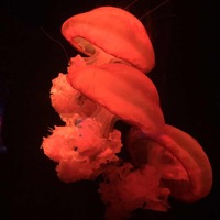 7ace28690b3705d2d1534522f59701f92848f277