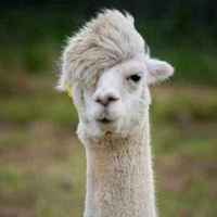 5186010c31f6afd12f555da8b3cbca3d2509229c