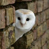 9a383aa729b64775289bf85259a3f6aee618e1be