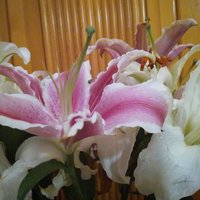 E72cdb6fc4c8b770790a33403768451d249bd654